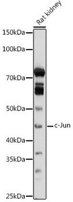 c-Jun Antibody in Western Blot (WB)