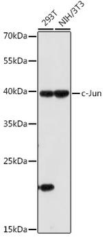 c-Jun Antibody in Western Blot (WB)