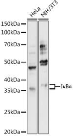 IkB alpha Antibody in Western Blot (WB)