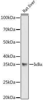 IkB alpha Antibody in Western Blot (WB)