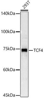 TCF4 Antibody in Western Blot (WB)