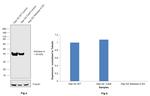 Aldolase A Antibody