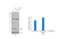 PYCARD Antibody in Western Blot (WB)