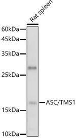 PYCARD Antibody in Western Blot (WB)