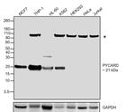 PYCARD Antibody in Western Blot (WB)