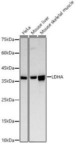 LDHA Antibody in Western Blot (WB)