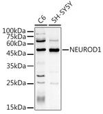 NeuroD1 Antibody in Western Blot (WB)