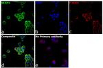 KEAP1 Antibody in Immunocytochemistry (ICC/IF)