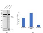 KEAP1 Antibody in Western Blot (WB)