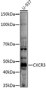 CXCR3 Antibody in Western Blot (WB)