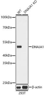 HDJ2 Antibody in Western Blot (WB)