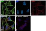 FABP7 Antibody in Immunocytochemistry (ICC/IF)