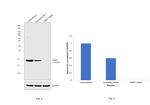 FABP7 Antibody