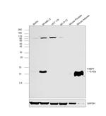 FABP7 Antibody in Western Blot (WB)