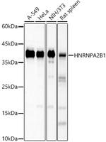 hnRNP A2B1 Antibody in Western Blot (WB)