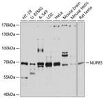 NUP85 Antibody in Western Blot (WB)