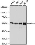 PRIM2 Antibody in Western Blot (WB)