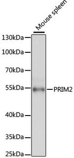 PRIM2 Antibody in Western Blot (WB)