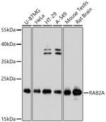 RAB2A Antibody in Western Blot (WB)