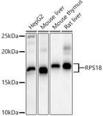 RPS18 Antibody in Western Blot (WB)