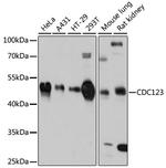 CDC123 Antibody in Western Blot (WB)