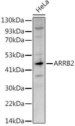 beta-Arrestin 2 Antibody in Western Blot (WB)