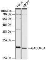 GADD45A Antibody in Western Blot (WB)