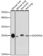 GADD45A Antibody in Western Blot (WB)