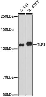 TLR3 Antibody in Western Blot (WB)