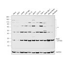 RAB5 Antibody in Western Blot (WB)