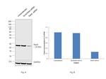 RAB5 Antibody in Western Blot (WB)