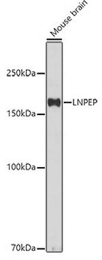 LNPEP Antibody in Western Blot (WB)