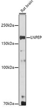 LNPEP Antibody in Western Blot (WB)