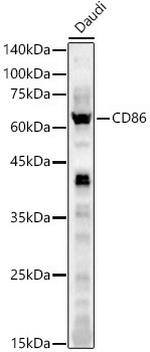 CD86 Antibody in Western Blot (WB)