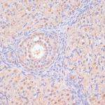 BYSL Antibody in Immunohistochemistry (Paraffin) (IHC (P))