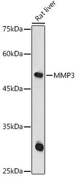 MMP3 Antibody in Western Blot (WB)