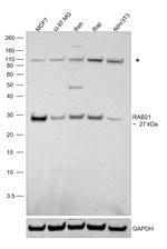 RAB21 Antibody in Western Blot (WB)