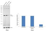 RAB21 Antibody in Western Blot (WB)