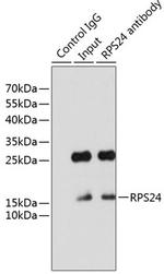 RPS24 Antibody in Immunoprecipitation (IP)