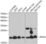 RPS24 Antibody in Western Blot (WB)