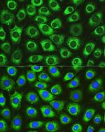 DNAJC10 Antibody in Immunocytochemistry (ICC/IF)