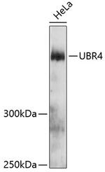 UBR4 Antibody in Western Blot (WB)