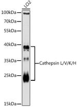 Cathepsin L Antibody in Western Blot (WB)