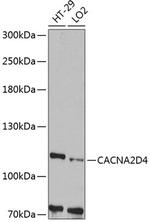 CACNA2D4 Antibody in Western Blot (WB)