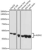 ALDH2 Antibody in Western Blot (WB)