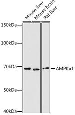 AMPK alpha-1 Antibody in Western Blot (WB)