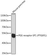 Prostaglandin E Receptor EP1 Antibody in Western Blot (WB)