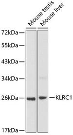 NKG2A Antibody in Western Blot (WB)