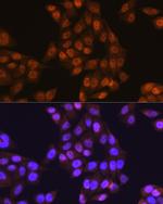 UBE1 Antibody in Immunocytochemistry (ICC/IF)