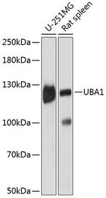 UBE1 Antibody in Western Blot (WB)